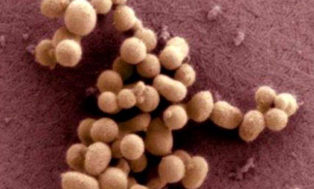 Artificial Life forms Membuat Sel dan Virus E-coli Sintetis ngelag.com