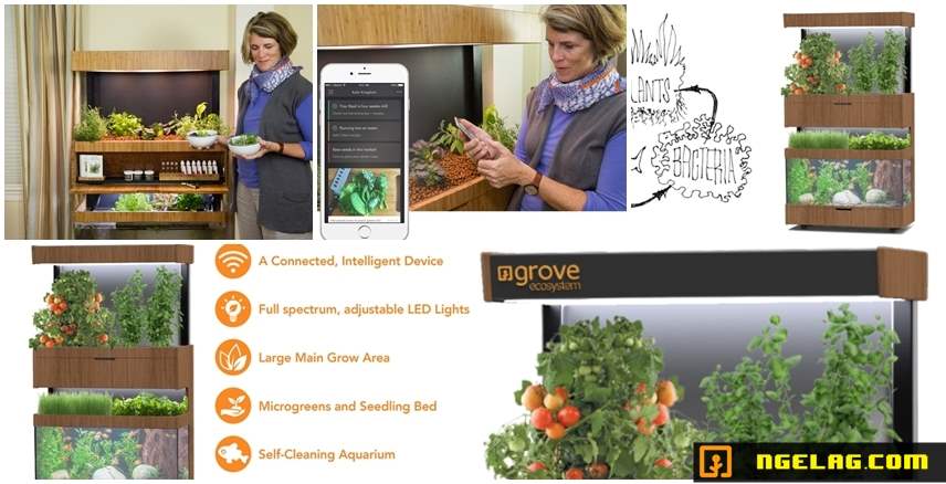 Grove Ecosystem - Menanam Sayuran Dalam Ruangan Featured