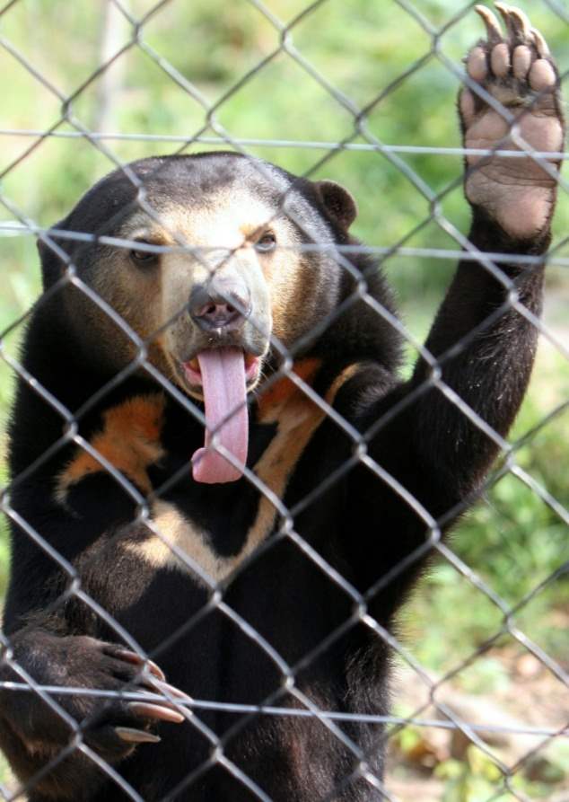 Orangutan Dijual Melalui Group FB Malaysia Beruang Madu