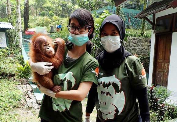 Orangutan Dijual Melalui Group FB Malaysia